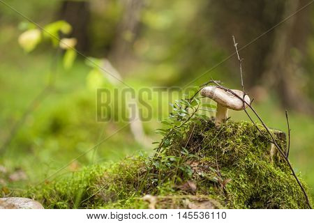 autumnal foraging background with fungi, soft focus