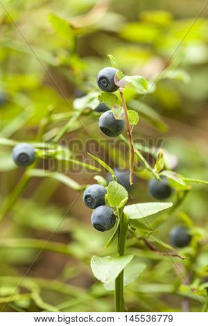 Ripe Bilbery Background