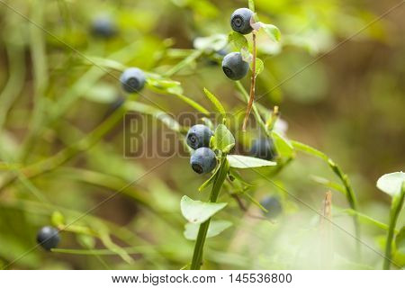 Ripe Bilbery Background