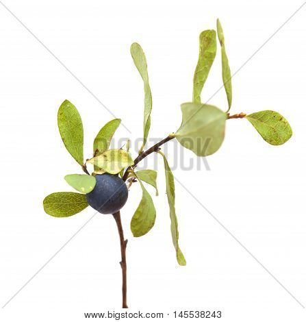Vaccinium Uliginosum, Bog Bilberry