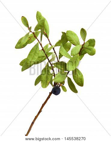 Vaccinium Uliginosum, Bog Bilberry
