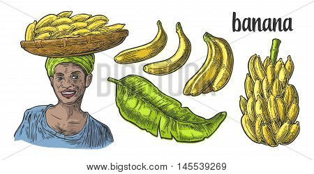 Two single and bunches of fresh banana with leaf. African woman carries a basket with fruits on her head. Vector color vintage engraving illustration isolated on white background. For menu web label