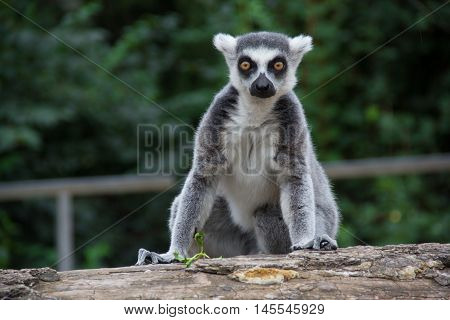 Closeup of a ring tailed lemur (Lemur catta)