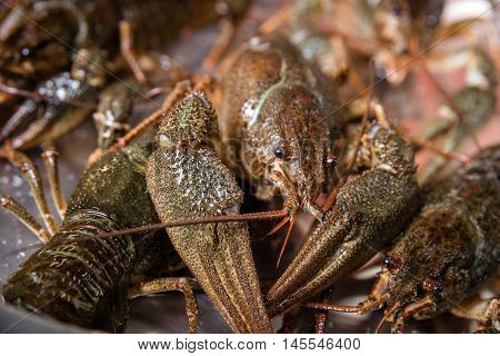 alive crayfish on metal plate in fish market