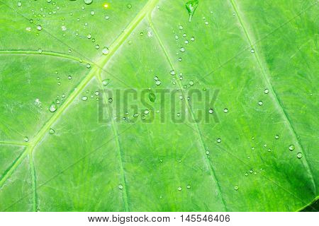 A Cocoyam leaf green nature texture background.