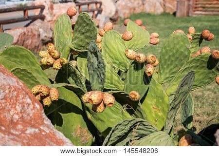 Prickly pear cactus with fruits called also Opuntia ficus-indica Indian fig opuntia barbary fig tuna growing near to the sea in the summer time. Fruits of prickly pear cactus. Horizontal. Close.