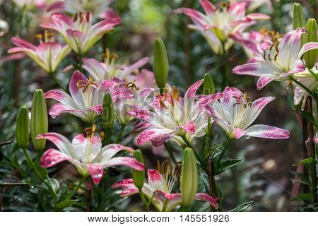 Zephyranthes flower. Common names for species in this genus include fairy lily, rainflower, zephyr lily, magic lily, Atamasco lily, and rain lily
