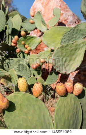 Prickly pear cactus with fruits called also Opuntia ficus-indica Indian fig opuntia barbary fig tuna growing near to the sea in the summer time. Fruits of prickly pear cactus. Vertical. Close.