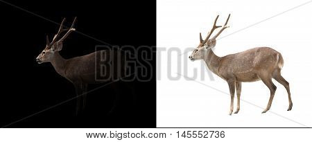 Hog Deer On Dark And White Background