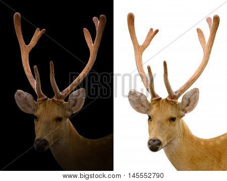 Barasingha Deer On Dark And White Background