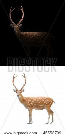 Sika Deer On Dark And White Background