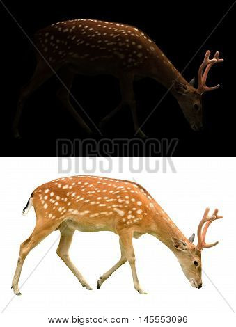 Sika Deer On Dark And White Background