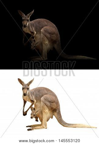 Female Kangaroo And Joey