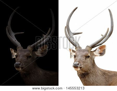 Sambar Deer On Dark And White Background