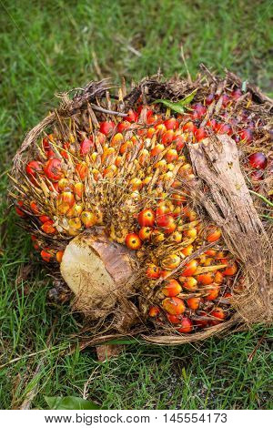 Fresh fruit of the oil palm tree (elaeis guineensis)