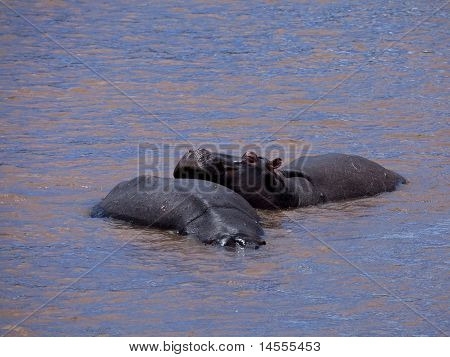 Hippo cennet