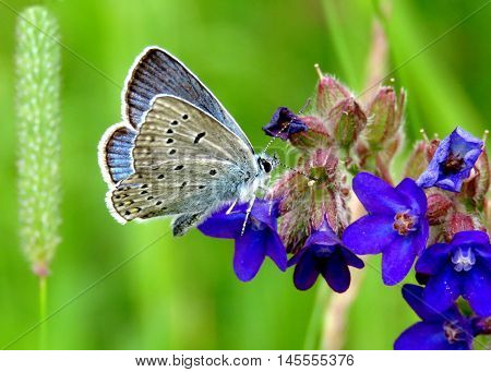 A buttefly sitting and resting on a blue flower