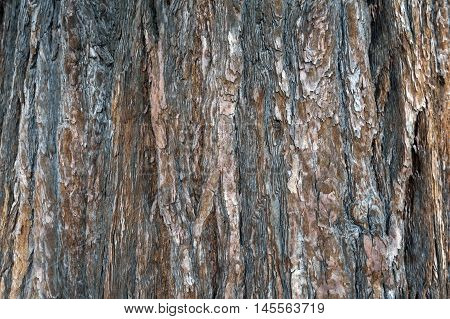 Close-up of bark texture of cedar tree