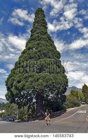 Queenstown New Zealand - March 2016: Big cedar tree standing in town center of Queenstown New Zealand