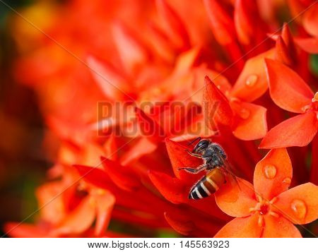 Bee is sucking nectar from red ixora flowers in the graden.