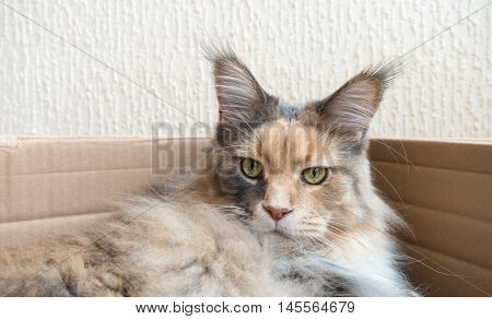 Blue tortie tabby with white Maine Coon cat with extremely long lynx tips on her large ears laying in a cardboard box. She is a modern type of Maine Coon with the much loved feral wild look. From award winning blood lines and show quality. The photo was t