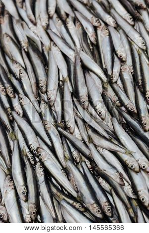 Close-up view of a heap of fresh sprats