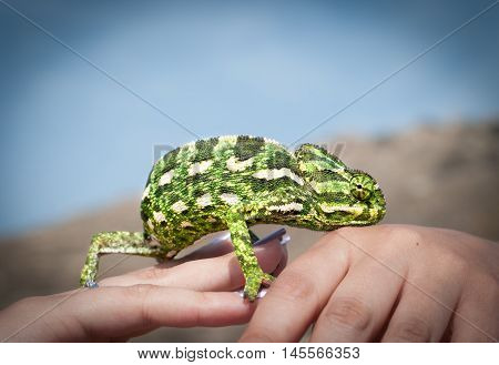 chameleon in the hands against the blue sky
