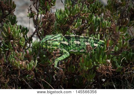 Chameleon in the natural environment, crouching between the branches.