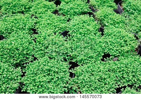 Top view of Selaginella tamariscina soft focus