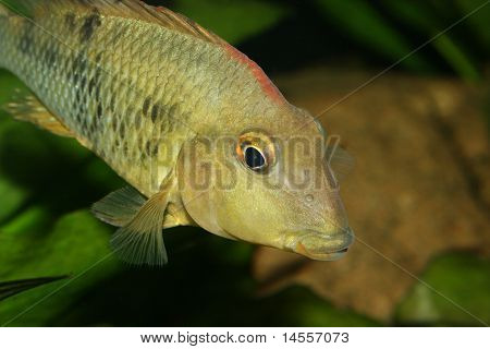 Redhead cichlide (Geophagus steindachneri)
