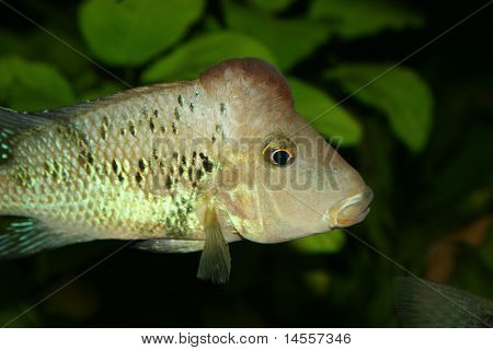 Redhead cichlide (Geophagus steindachneri)
