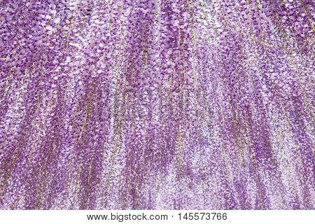 Beautiful wisteria bloomimg in end of spring season