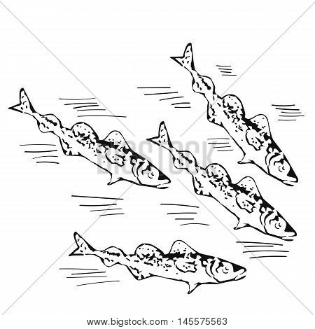 vector illustration - hand drawn school of northen fish
