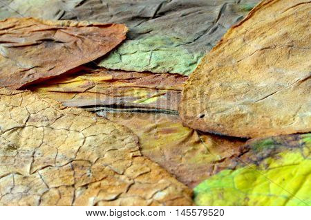 picture of a dry leaf tobacco closeup