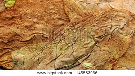 picture of a dry leaf tobacco closeup