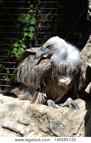 Look of the griffin - look of a predator