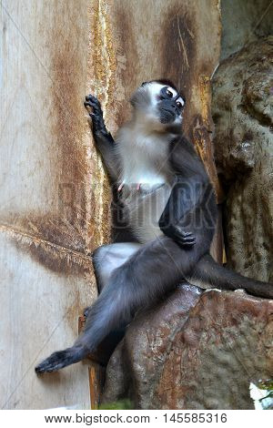 Monkey just imagine - she is model too