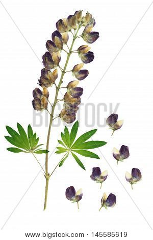 Pressed and dried flowers lupine on stem with green carved leaf isolated on white background. For use in scrapbooking floristry (oshibana) or herbarium.