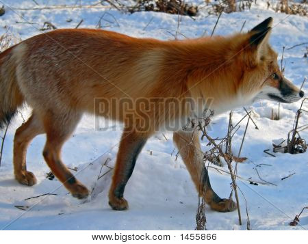 Red Fox 16