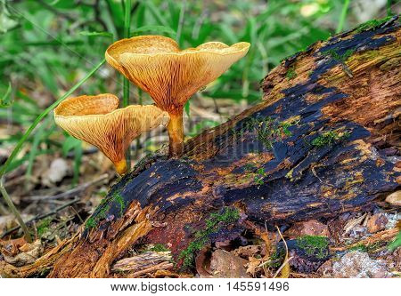 Two yellow laminar mushrooms growing on a rotten tree on a background of green grass. Close-up.
