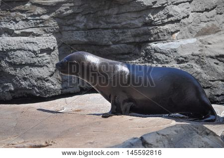 Otary Mammal Animal