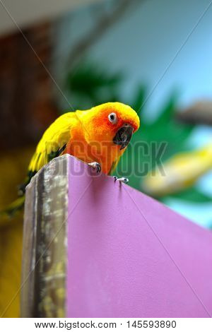 Sun bird parrot waiting for a friend