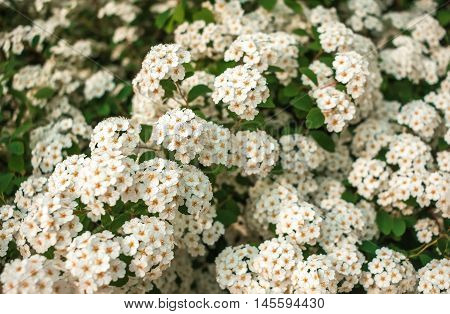 wild white flower bushes in the blurred background