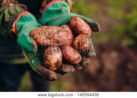 Fresh potatoes in farmer's hands. Soilwork concept.