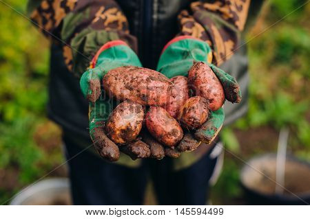 Fresh potatoes in farmer's hands. Soilwork concept.