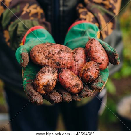 Fresh potatoes in farmer's hands. Soilwork concept.