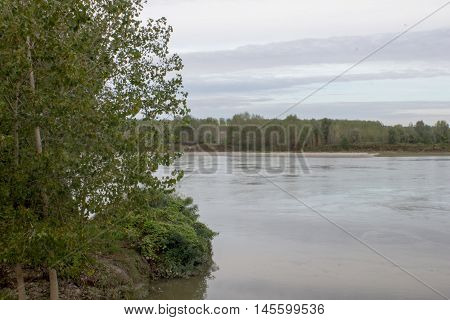 Poplars with river Po - Boretto 5/09/2016