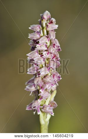 Dense-flowered Orchid - Neotinea maculata Pink form from Akamas Cyprus