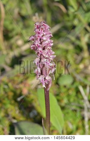 Dense-flowered Orchid - Neotinea maculata Pink form from Akamas Cyprus