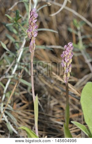 Dense-flowered Orchid - Neotinea maculata Two flowers in Pine Woodland